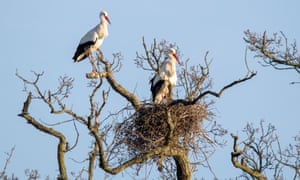 Storks on the Knepp Castle estate