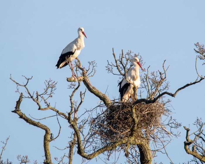 White storks to make historic return to London in 2026