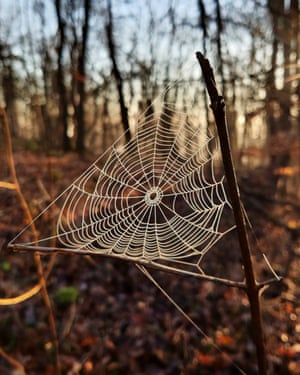 A spider web on 1 March, in Cilcain, Wales.