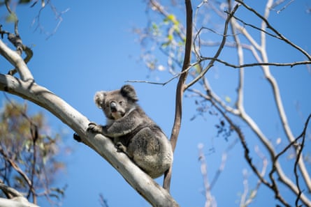 Koala in a tree