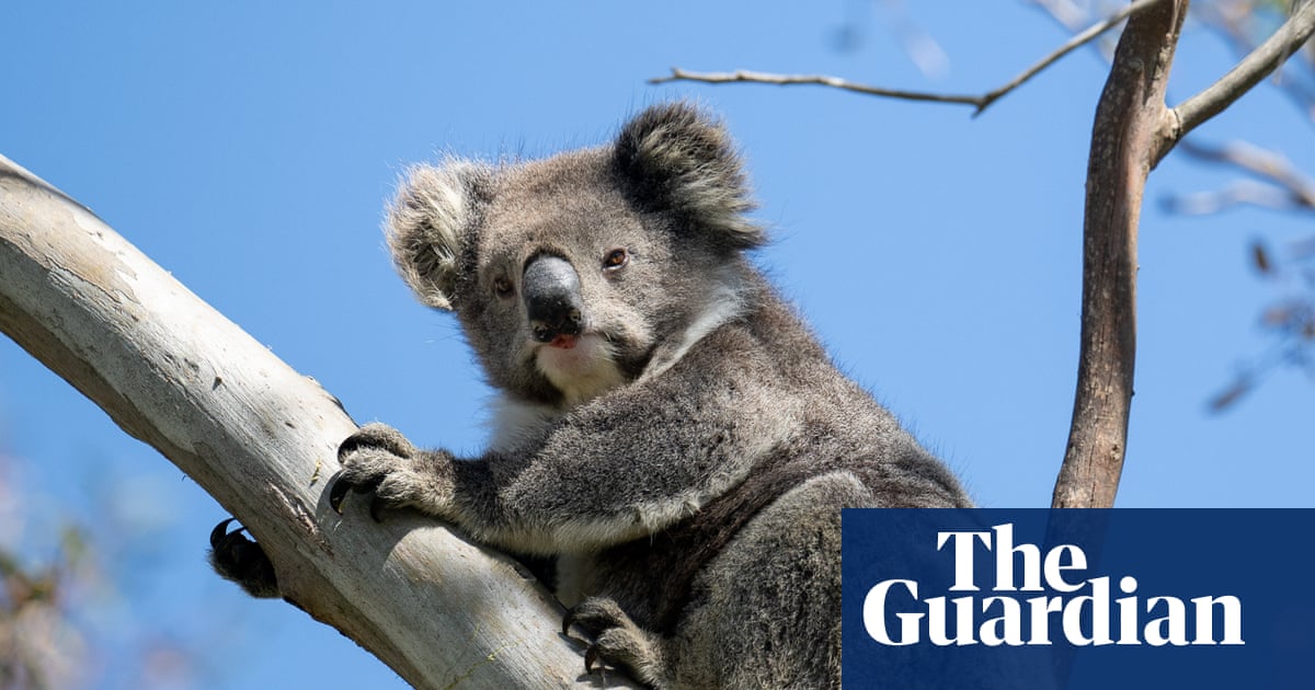 Victoria’s koalas in chronically poor health and population is half what was previously estimated