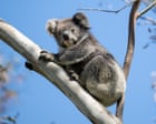 Victoria’s koalas in chronically poor health and population is half what was previously estimated