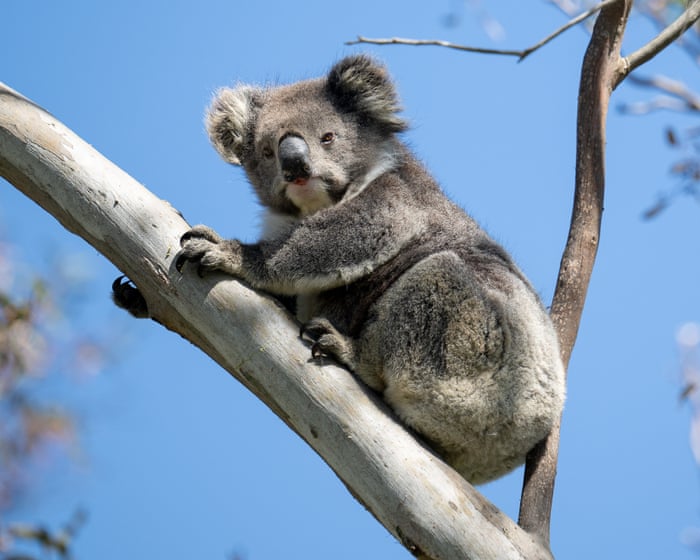 Victoria’s koalas in chronically poor health and population is half what was previously estimated