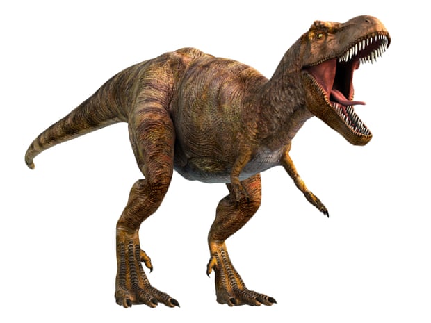T rex's keyhole eye sockets helped its bite, research suggests