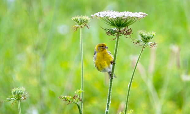 A wild canary perches on a wildflower stem on Pico Island in the Azores