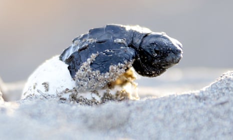 A loggerhead turtle (Caretta caretta) emerges from its egg in Anatalya, Turkey.