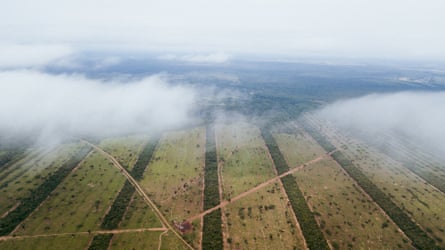 An aerial view of long strips of cleared land