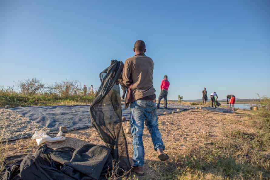 A man lays out a net with fish seen drying in the background