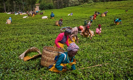 A tea picker picking tea leaves on a plantation in Kericho.