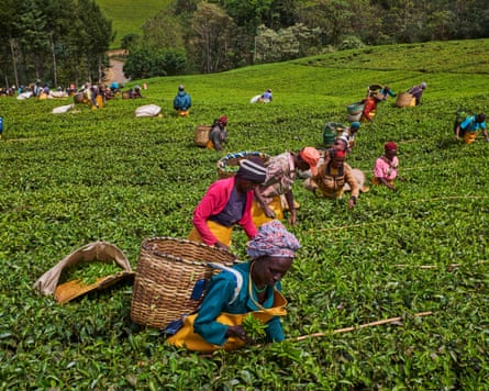Workers spread out over the land, picking tea leaves