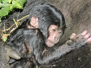 A baby gorilla is held by its mother in the Kibumba area of Virunga National Park, Democratic Republic of the Congo. During a visit as part of the regular monitoring of gorilla families in the Kibumba area, a team of eco-guards observed a new baby in the Baraka gorilla family