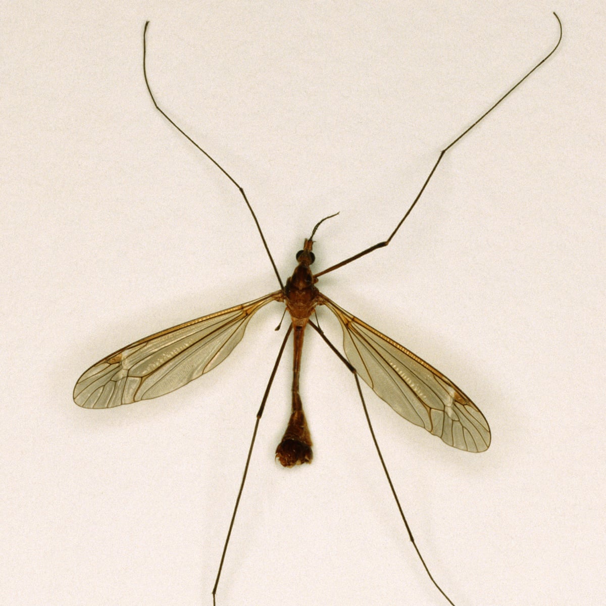 Is the UK really seeing a record daddy long legs invasion