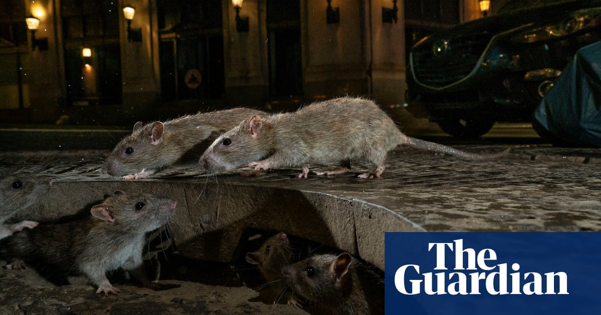Wildlife photographer of the year 2019 winners - in pictures | Environment | The Guardian