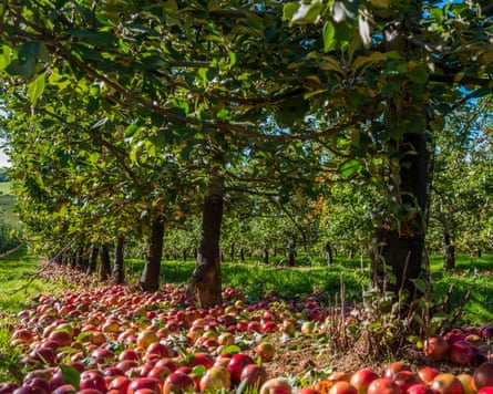 ripe red apples litter the ground in an English orchard