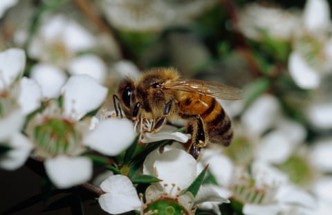 A  bee collects nectar from a Mānuka flower blossom
