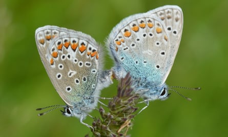 Silver-studded blue butterflies