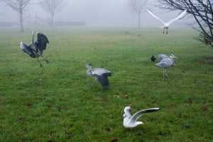 Five herons in the park