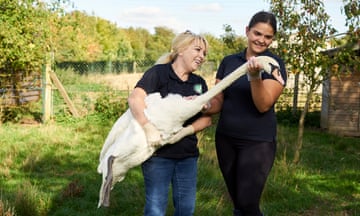 Two women holding a swan in Wildlife Rescue