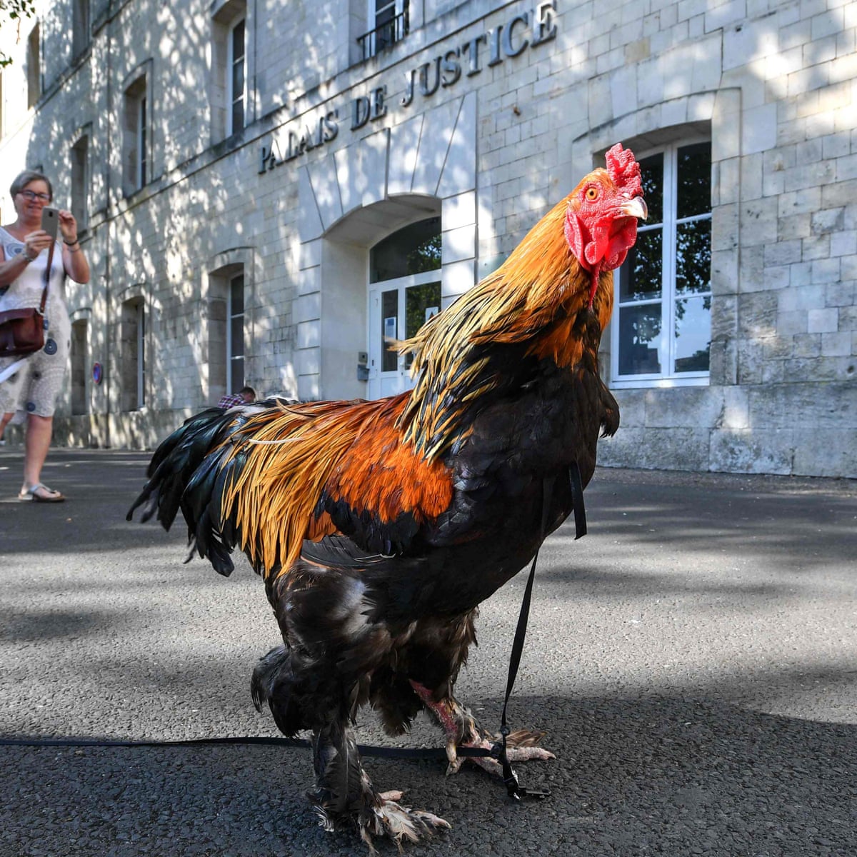 French Court Hears Case Of Maurice The Famous Noisy Cockerel France The Guardian