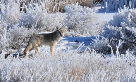 Coyote stands in the frost in the Seedskadee national wildlife refuge in Wyoming.