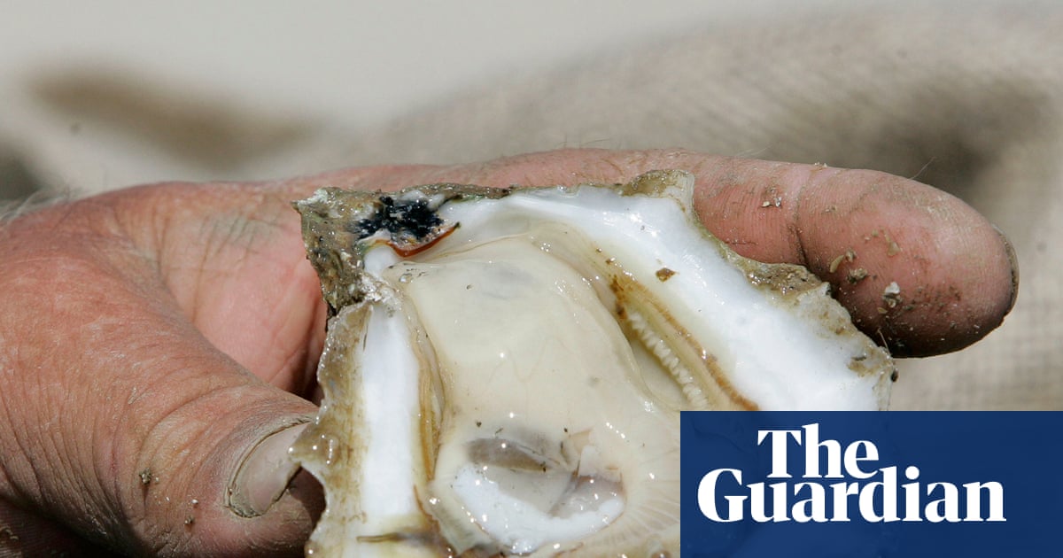 When science meets music: Florida’s oyster decline is being told through jazz