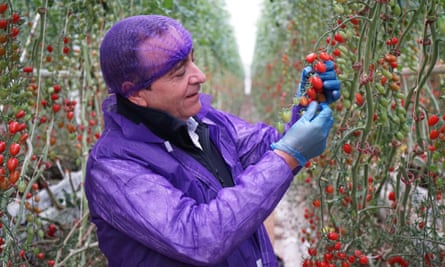 A man checks tomatoes for disease in a glasshouse