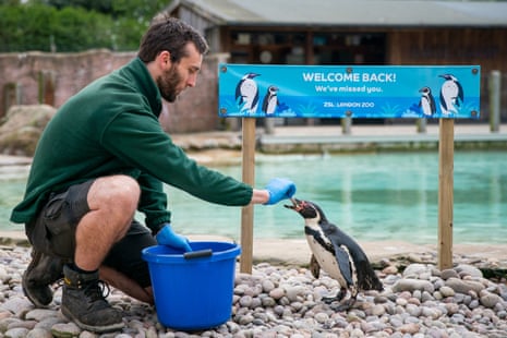 A keeper feeds a penguin ahead of the reopening of London Zoo in Regent’s Park, London.