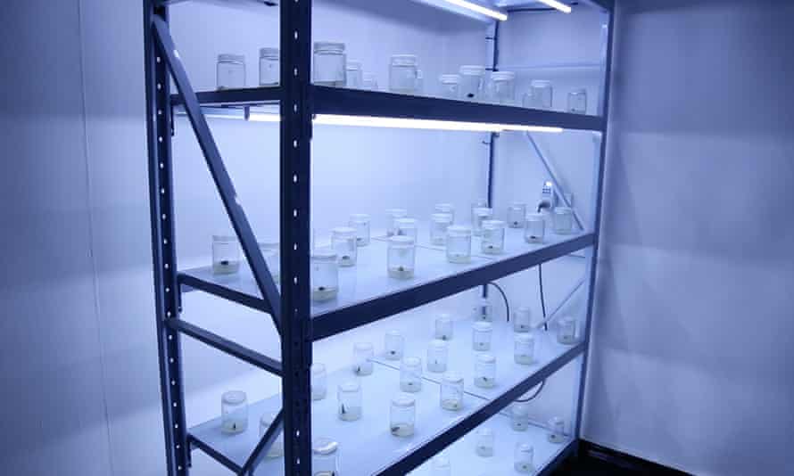 Kava tissue culture samples at the world’s first kava tissue culture laboratory in Levuka, Fiji.