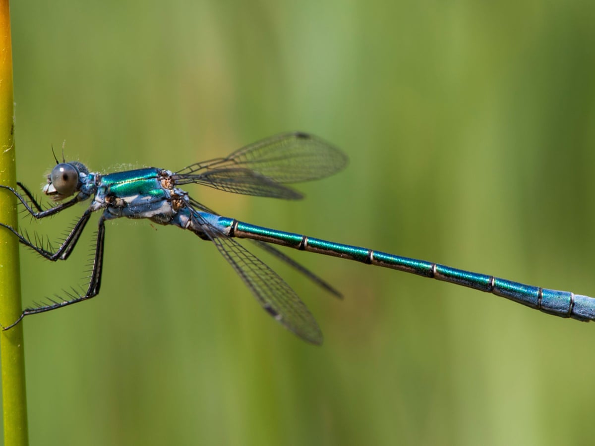 Insect populations suffering death by 1,000 cuts, say scientists ...