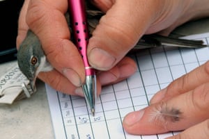 Closeup of a bird held between someone’s fingers as they use a pen to fill in data in a table