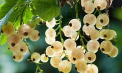 ‘White currants would work well on your wall.’
