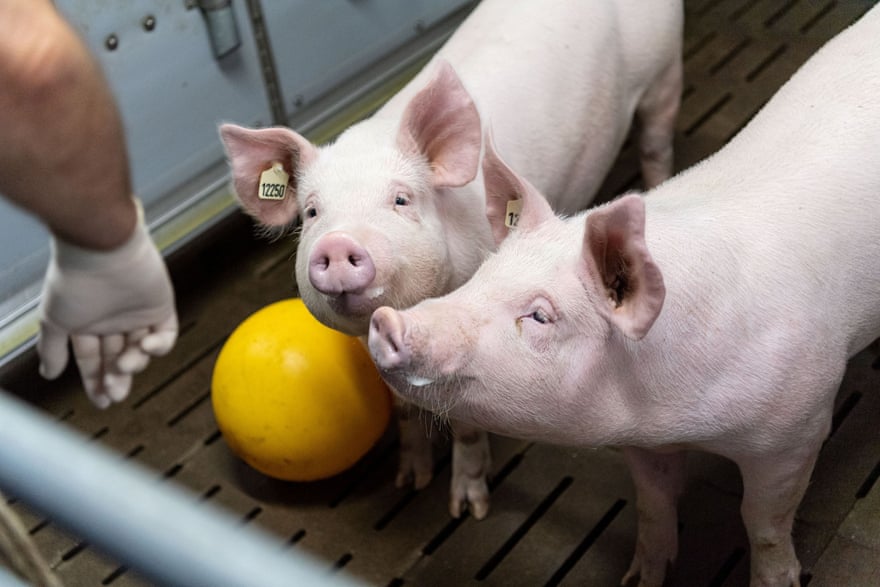 Two pigs stand in a barn 