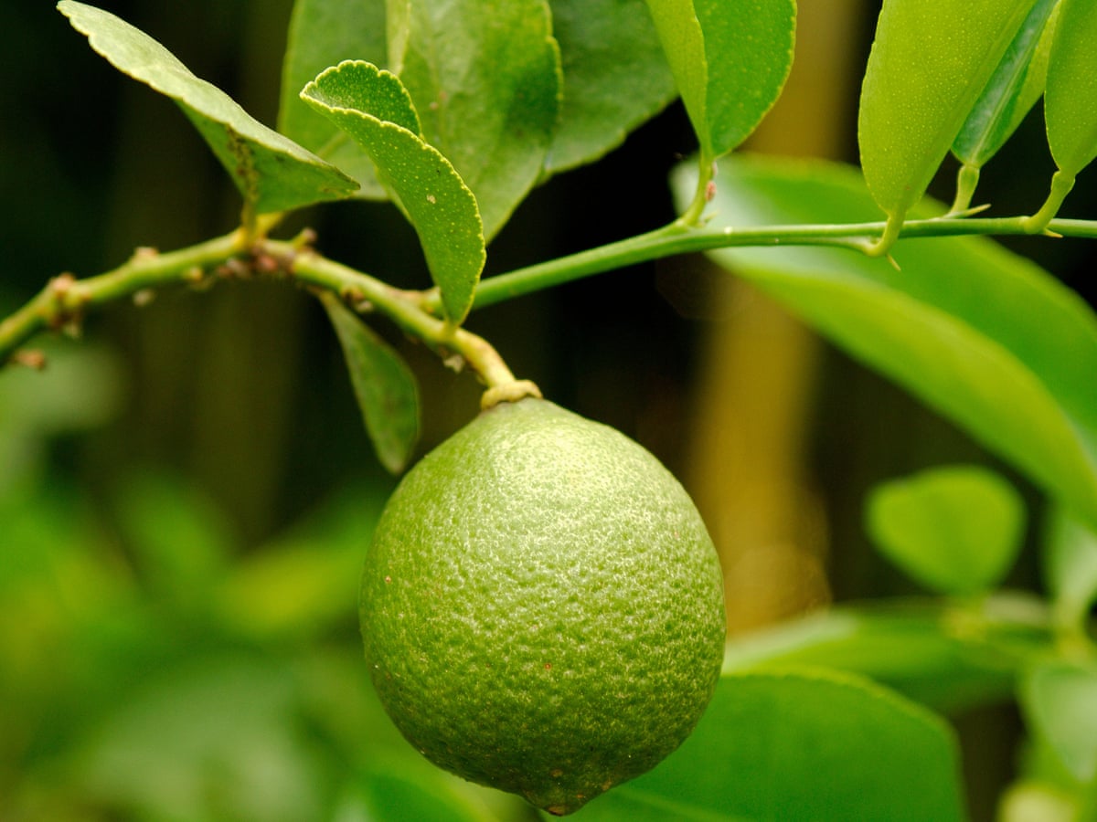 Plant Limes For Fragrance And Flavour Gardening Advice The Guardian