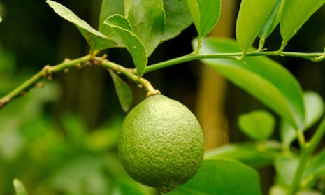 “A culinary revelation”: key limes have bracingly sharp juice and a floral fragrance.
