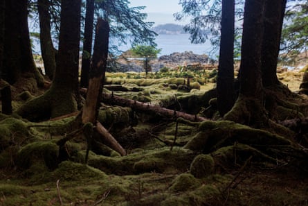 Long timbers covered in thick mossy lie on the ground at the edge of a forest with the shoreline seen in the background