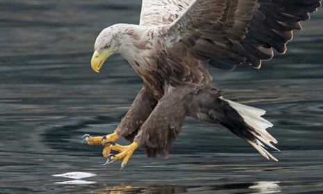 A white-tailed eagle swoops for a fish