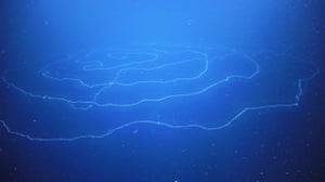 Siphonophores feed by dangling stinging tentacles in the water.