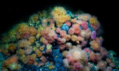A view shows Anemones at the Jan Mayen Vent Fields on the Arctic Mid-Oceanic Ridge at a depth of around 500m, in this undated handout picture. University of Bergen, Centre for Deep Sea Research
