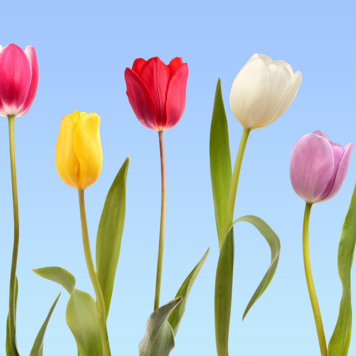 Tulips are a must for spring – but go sustainable to keep it ...
