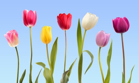 seven different-coloured tulips