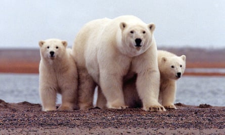 a polar bear and her cubs on a sandy shore