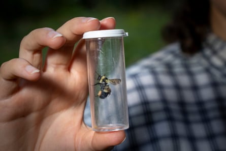 A woman’s hand holds a sample bottle with a live bee in it.