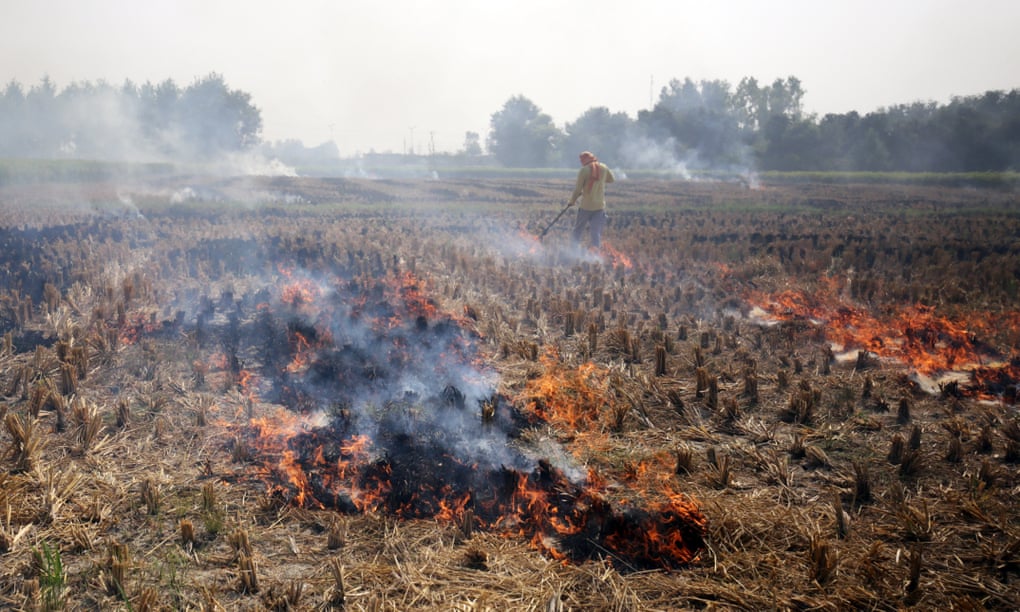 An Indian farmer burns stubble