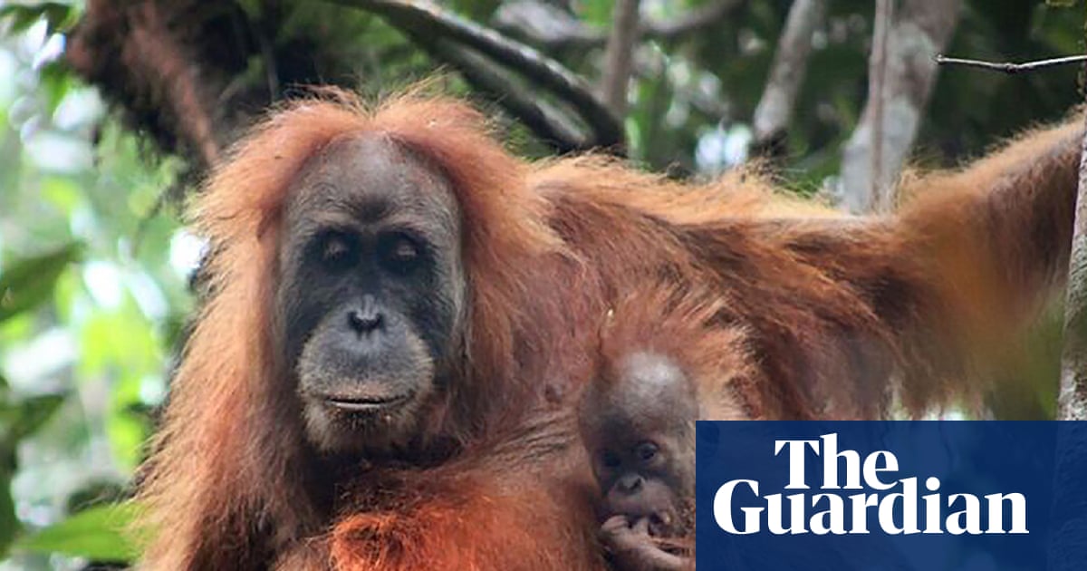Indonesia floods were ‘extinction level’ disturbance for rare orangutan species