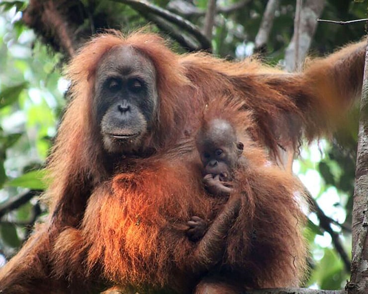 Indonesia floods were ‘extinction level’ disturbance for world’s rarest ape Indonesia floods were ‘extinction level’ disturbance for world’s rarest ape