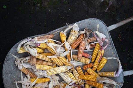 A variety of corn cobs in a steel wheelbarrow