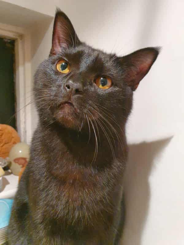 Jules Howard’s cat Junior.