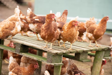 Chickens on a free-range, organic poultry farm in the UK.
