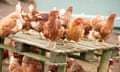 Chickens at a commercial poultry farm.