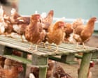 Poultry sector growth plan risks UK national security, campaigners warn